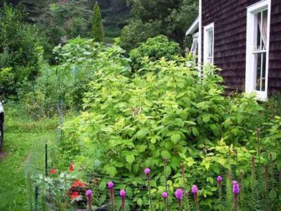 Becoming (Accidental) Urban Farmers Image